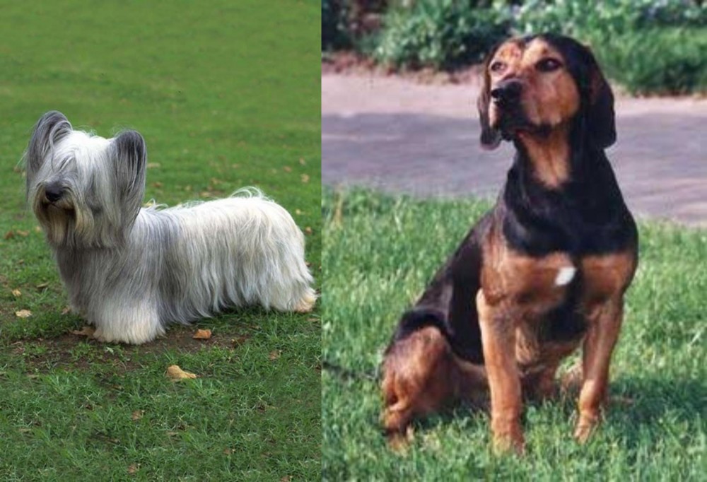 Tyrolean Hound vs Skye Terrier - Breed Comparison