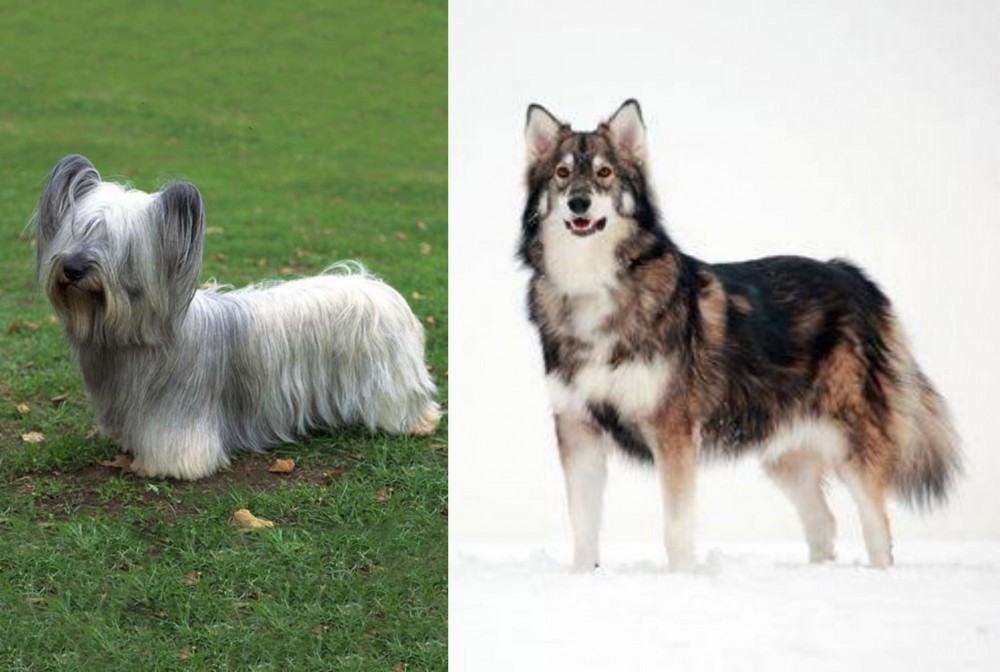 Utonagan vs Skye Terrier - Breed Comparison