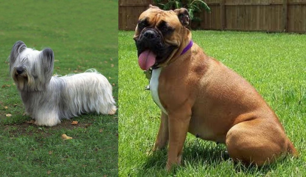 Valley Bulldog vs Skye Terrier - Breed Comparison