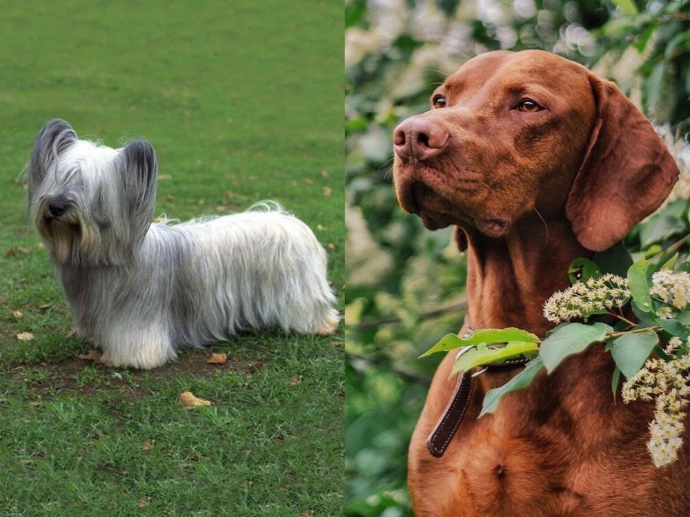 Vizsla vs Skye Terrier - Breed Comparison