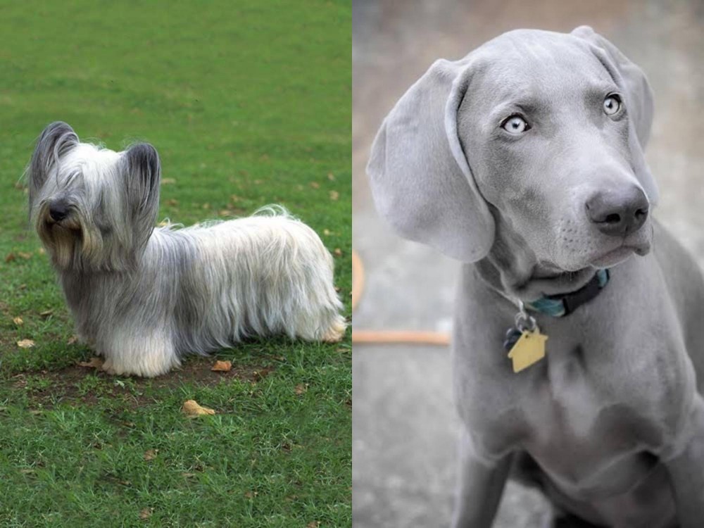 Weimaraner vs Skye Terrier - Breed Comparison