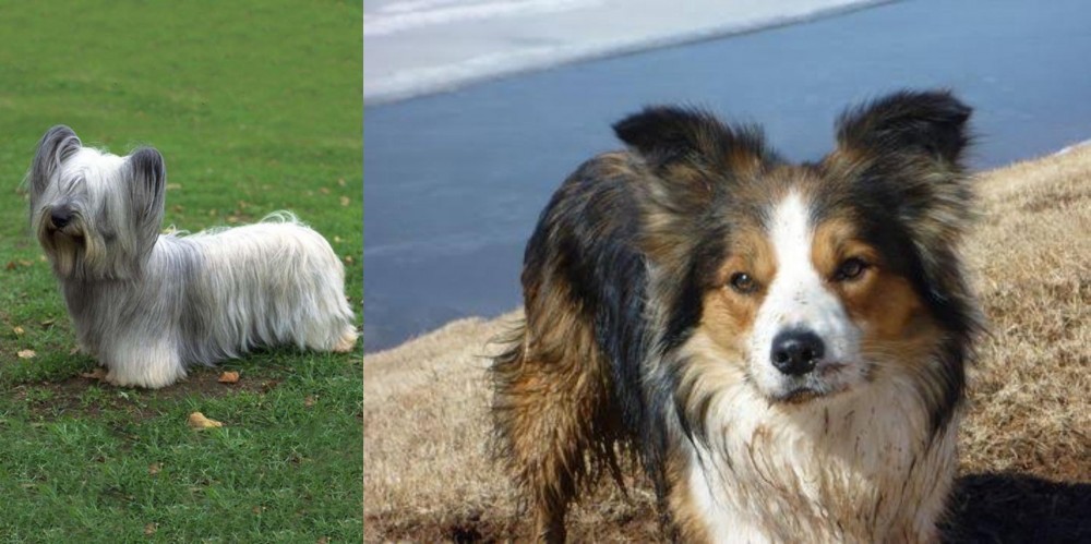 Welsh Sheepdog vs Skye Terrier - Breed Comparison