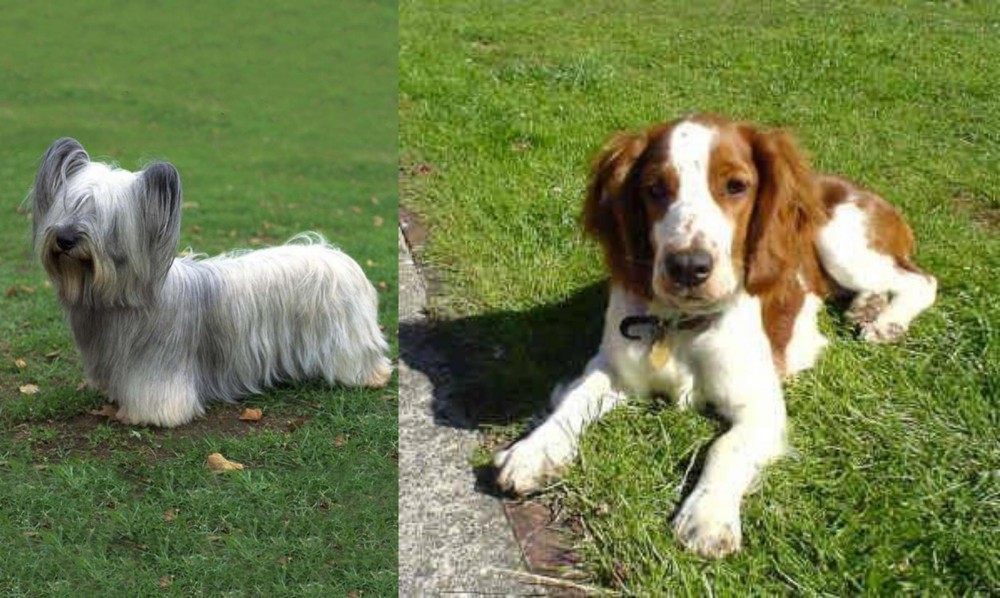 Welsh Springer Spaniel vs Skye Terrier - Breed Comparison