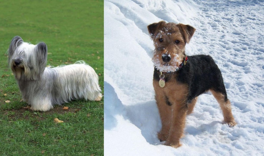 Welsh Terrier vs Skye Terrier - Breed Comparison