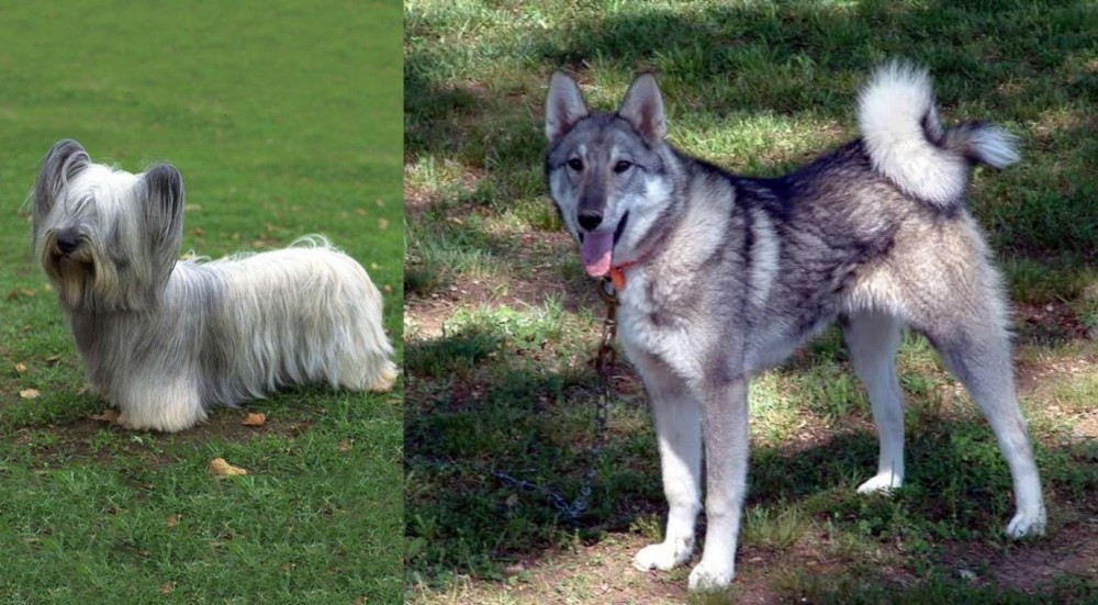 West Siberian Laika vs Skye Terrier - Breed Comparison