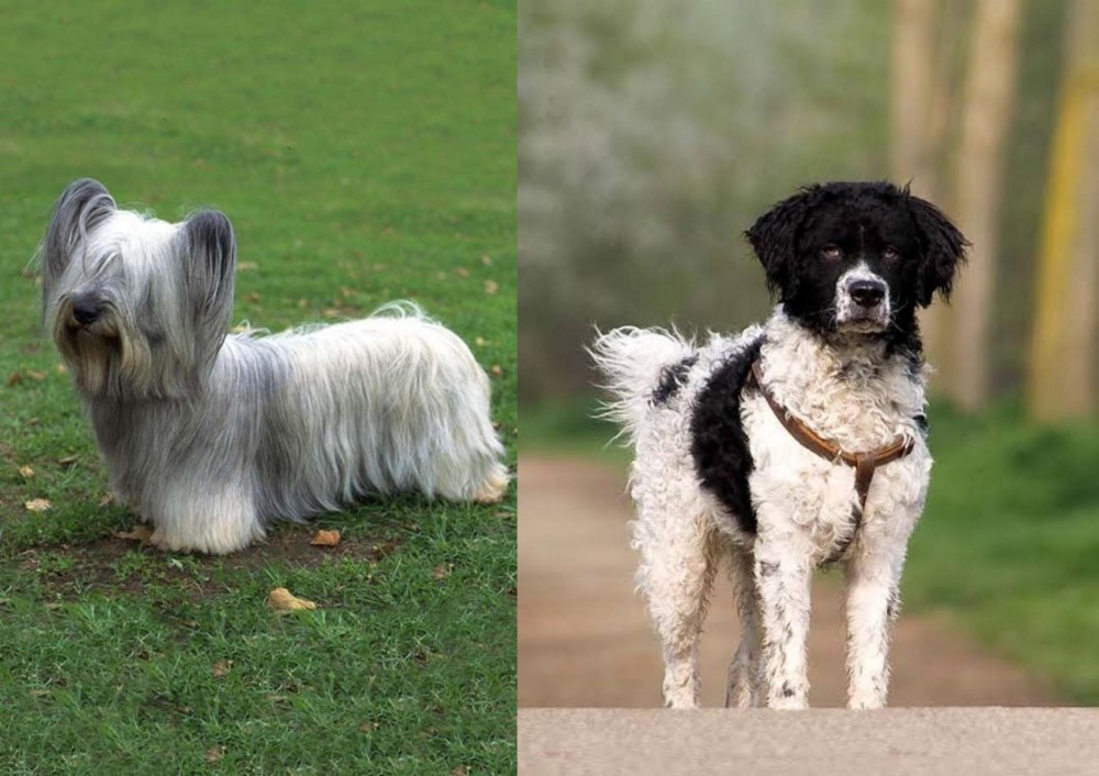 Wetterhoun vs Skye Terrier - Breed Comparison