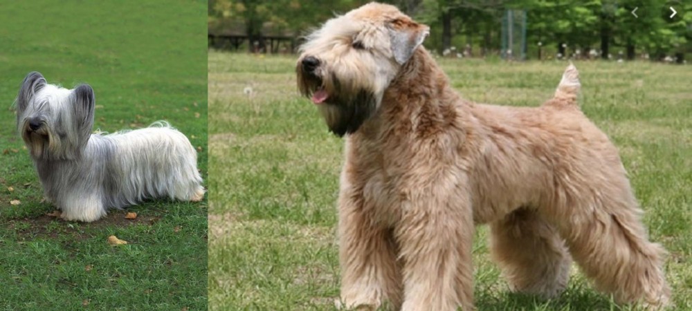 Wheaten Terrier vs Skye Terrier - Breed Comparison