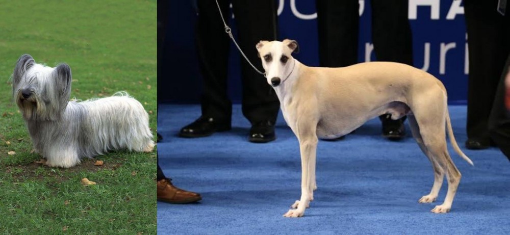 Whippet vs Skye Terrier - Breed Comparison