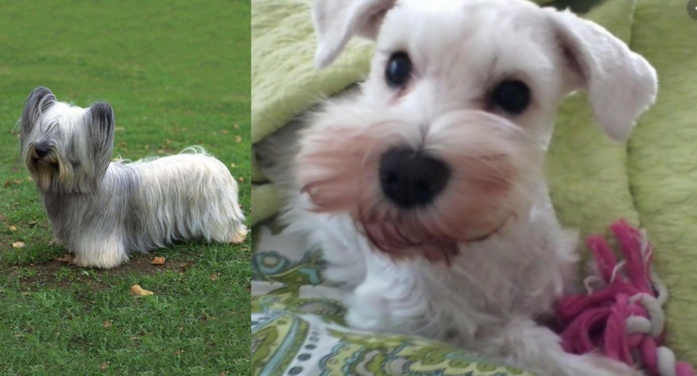 White Schnauzer vs Skye Terrier - Breed Comparison