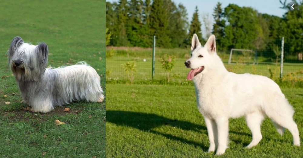 White Shepherd vs Skye Terrier - Breed Comparison