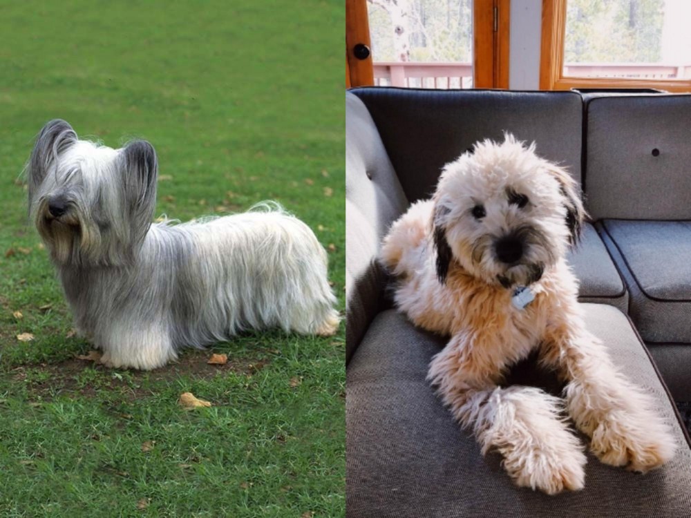 Whoodles vs Skye Terrier - Breed Comparison