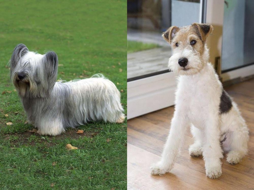 Wire Fox Terrier vs Skye Terrier - Breed Comparison
