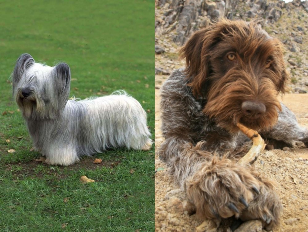 Wirehaired Pointing Griffon vs Skye Terrier - Breed Comparison
