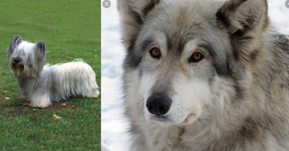 Wolfdog vs Skye Terrier - Breed Comparison
