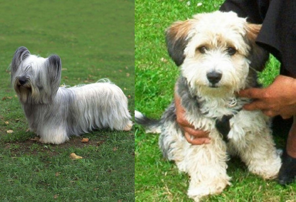 Yo-Chon vs Skye Terrier - Breed Comparison