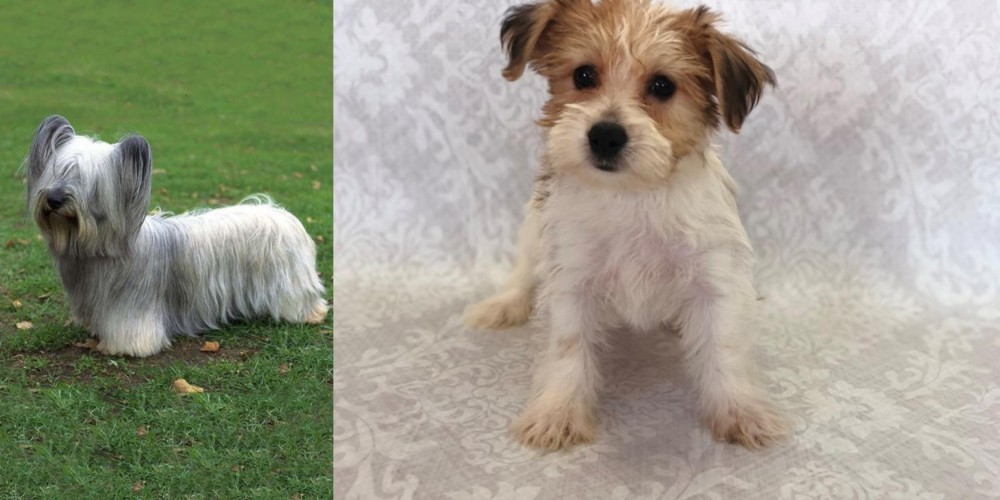 Yochon vs Skye Terrier - Breed Comparison
