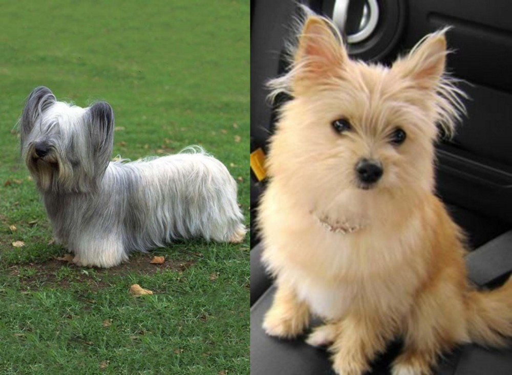 Yoranian vs Skye Terrier - Breed Comparison