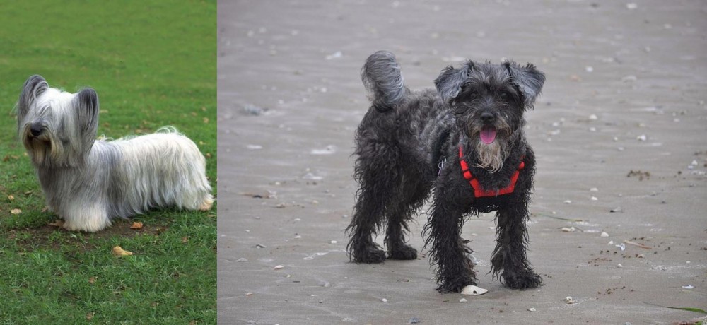 YorkiePoo vs Skye Terrier - Breed Comparison