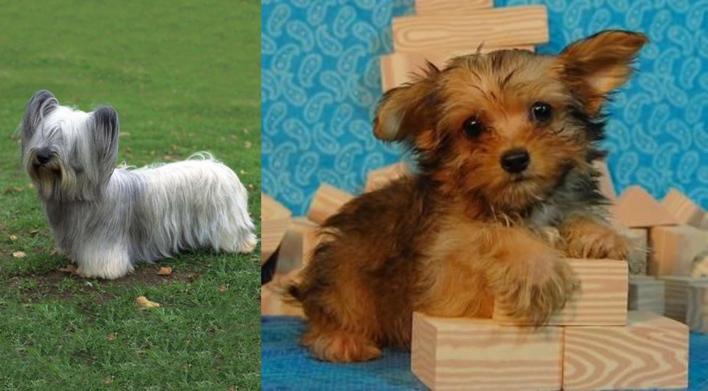 Yorkillon vs Skye Terrier - Breed Comparison