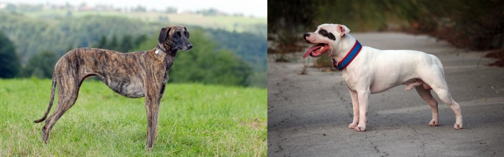 Staffordshire Bull Terrier vs Sloughi - Breed Comparison