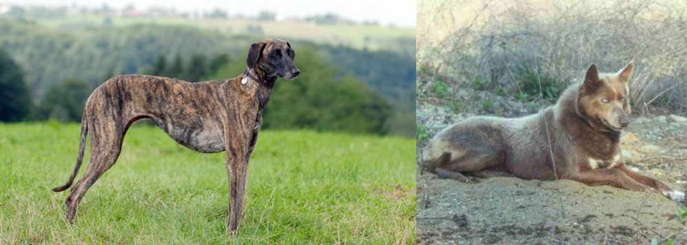 Tahltan Bear Dog vs Sloughi - Breed Comparison