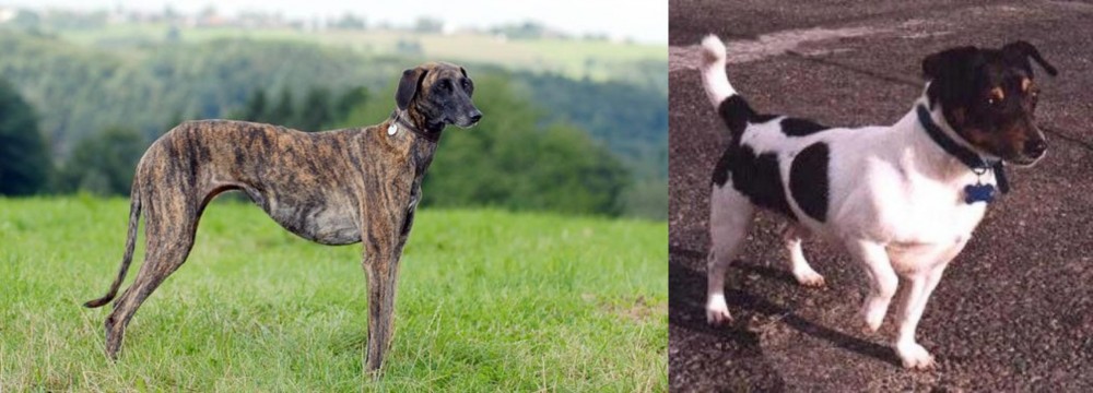 Teddy Roosevelt Terrier vs Sloughi - Breed Comparison