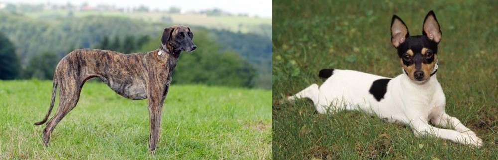 Toy Fox Terrier vs Sloughi - Breed Comparison