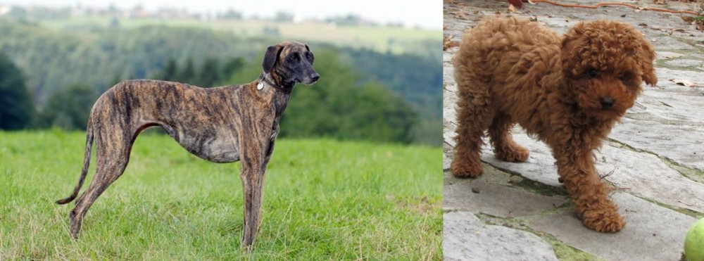 Toy Poodle vs Sloughi - Breed Comparison