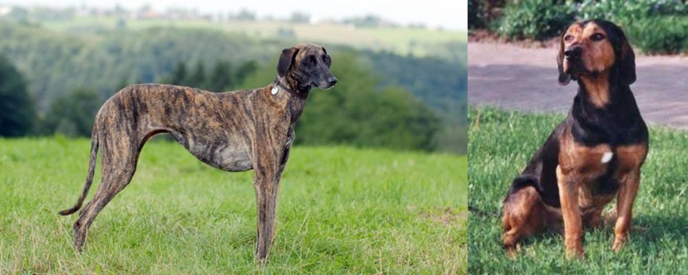 Tyrolean Hound vs Sloughi - Breed Comparison
