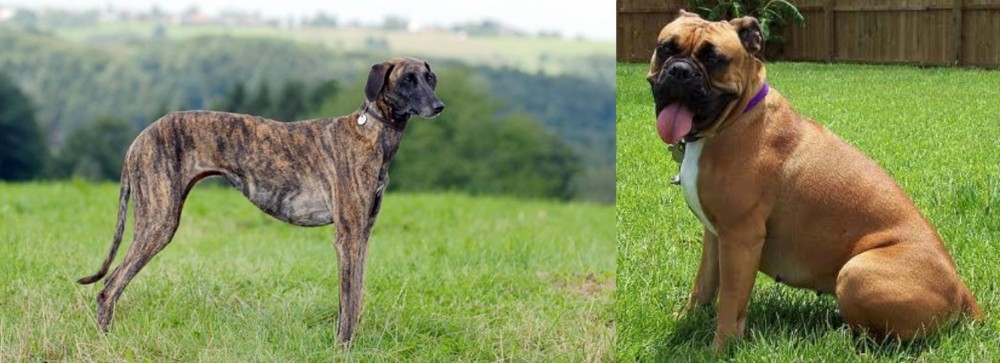 Valley Bulldog vs Sloughi - Breed Comparison