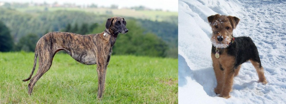 Welsh Terrier vs Sloughi - Breed Comparison