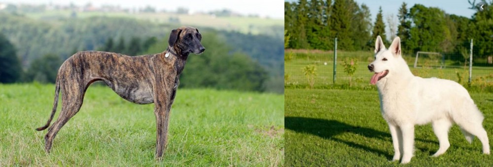 White Shepherd vs Sloughi - Breed Comparison
