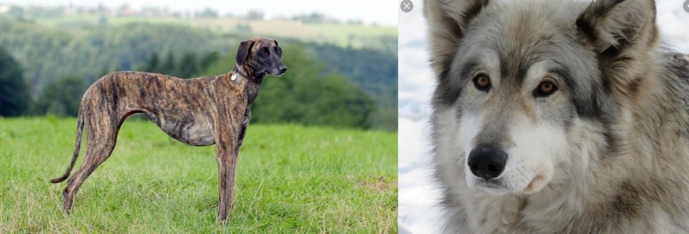 Wolfdog vs Sloughi - Breed Comparison