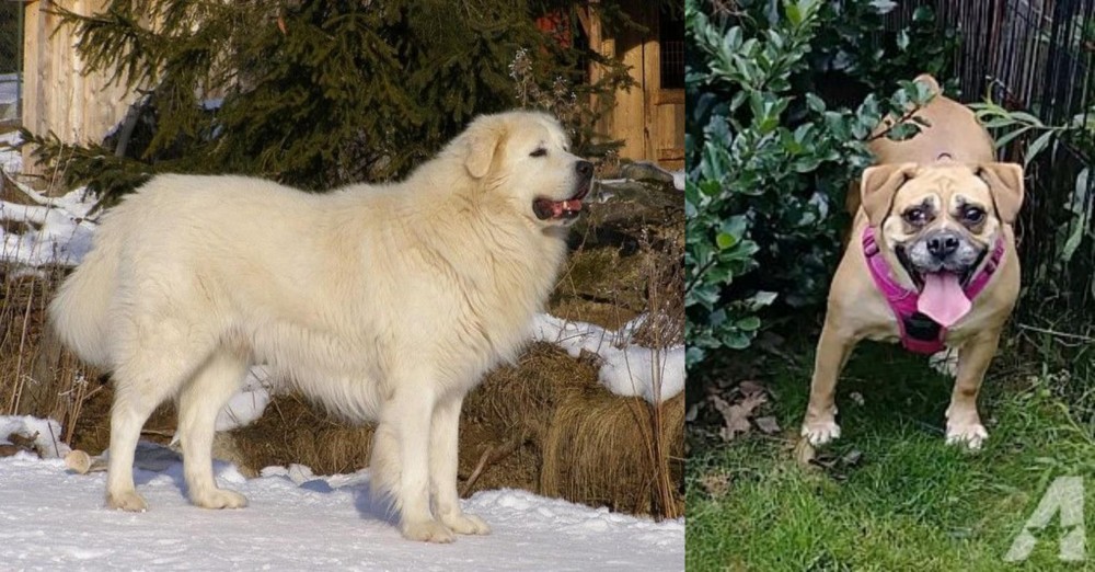 Beabull vs Slovak Cuvac - Breed Comparison