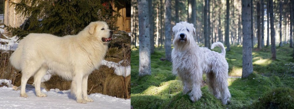 Soft-Coated Wheaten Terrier vs Slovak Cuvac - Breed Comparison