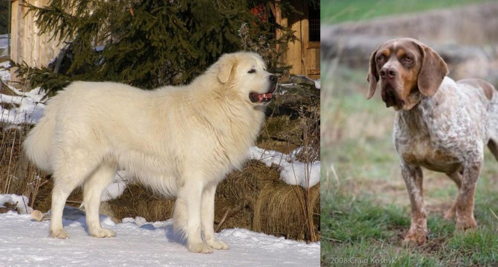 Spanish Pointer vs Slovak Cuvac - Breed Comparison