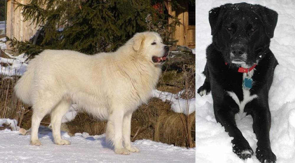 St. John's Water Dog vs Slovak Cuvac - Breed Comparison