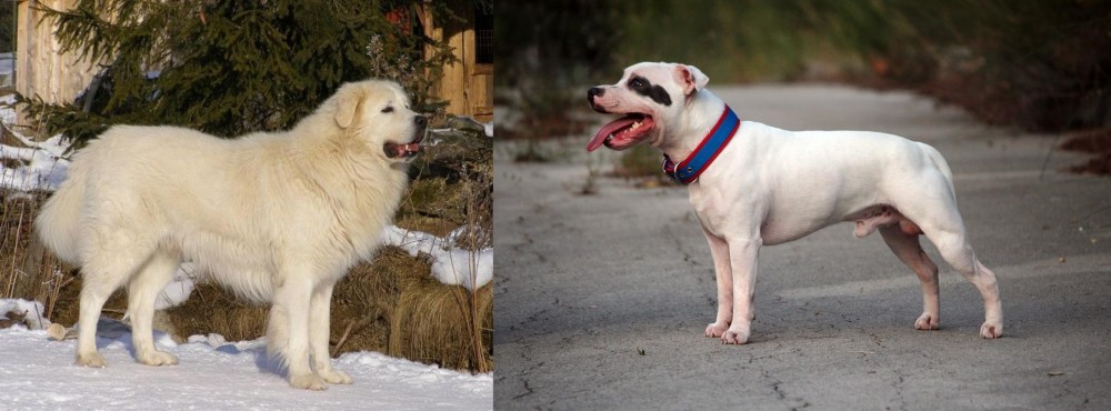 Staffordshire Bull Terrier vs Slovak Cuvac - Breed Comparison