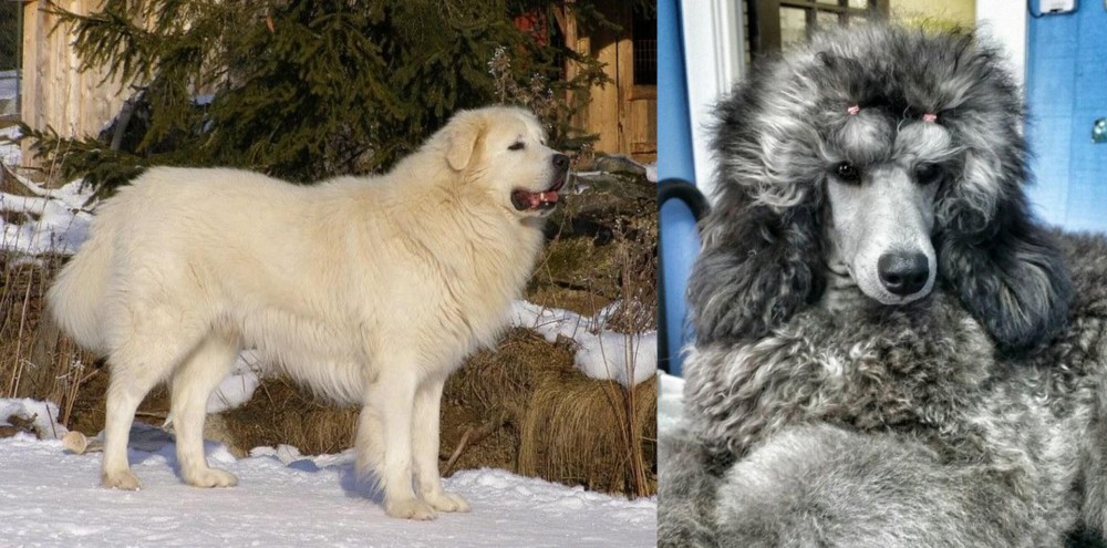 Standard Poodle vs Slovak Cuvac - Breed Comparison