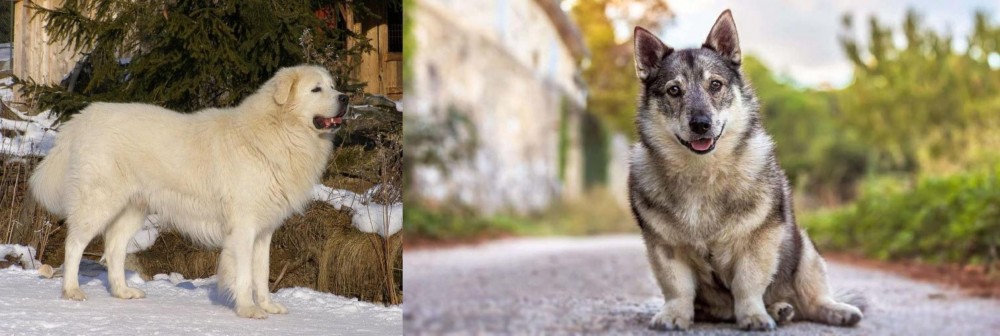 Swedish Vallhund vs Slovak Cuvac - Breed Comparison