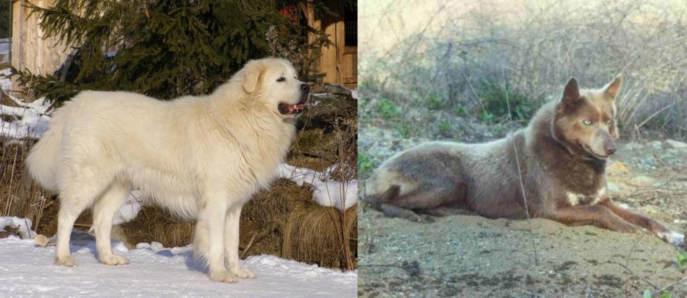 Tahltan Bear Dog vs Slovak Cuvac - Breed Comparison