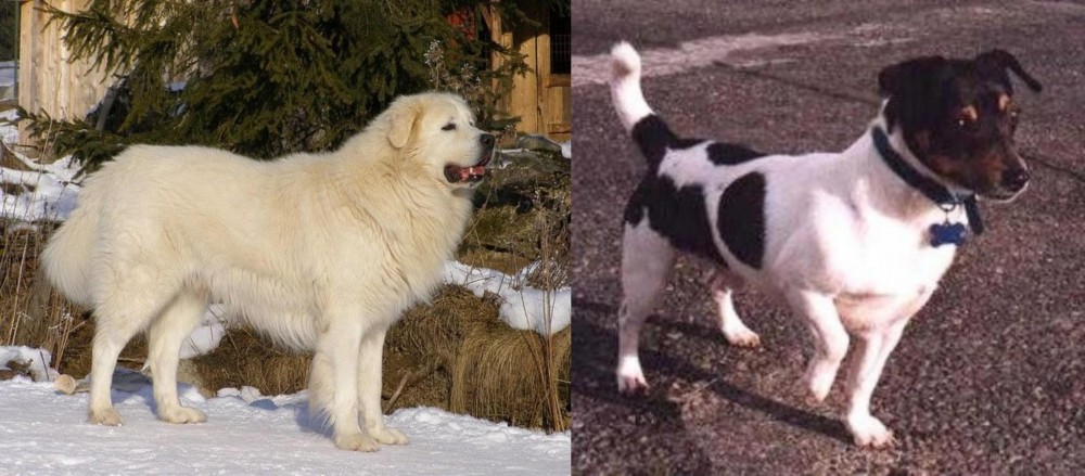 Teddy Roosevelt Terrier vs Slovak Cuvac - Breed Comparison