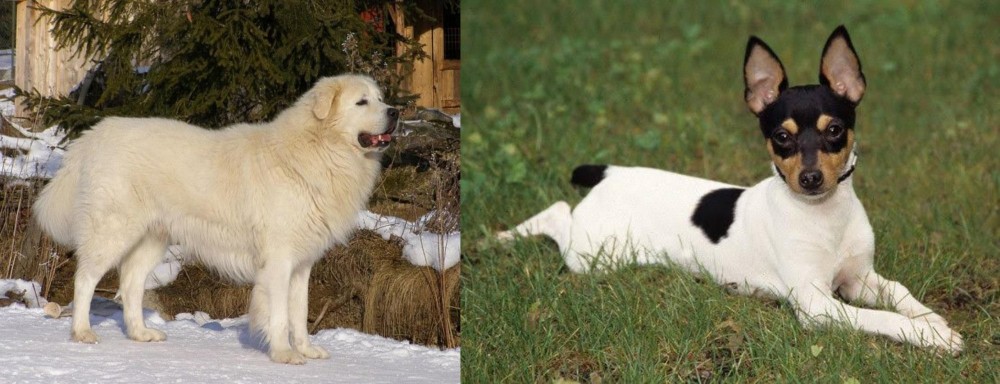 Toy Fox Terrier vs Slovak Cuvac - Breed Comparison