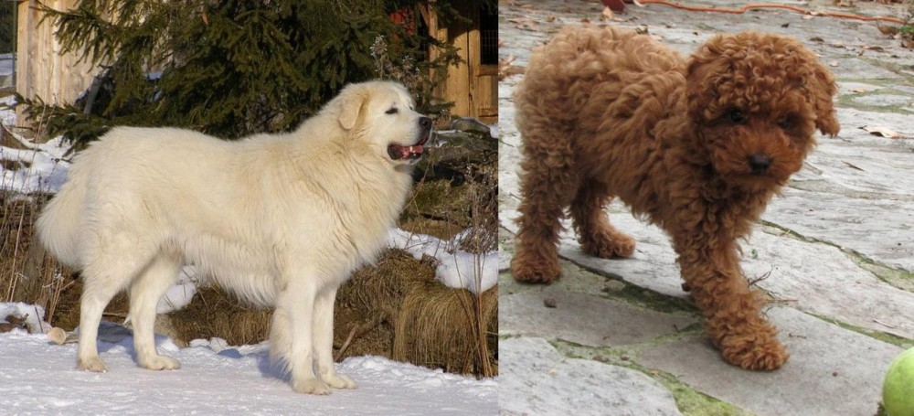 Toy Poodle vs Slovak Cuvac - Breed Comparison