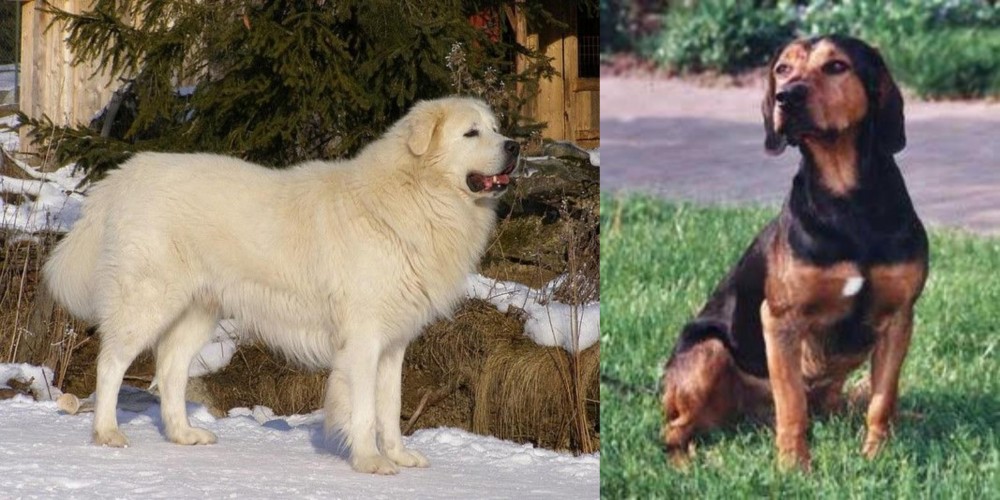 Tyrolean Hound vs Slovak Cuvac - Breed Comparison