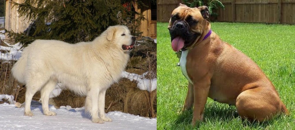 Valley Bulldog vs Slovak Cuvac - Breed Comparison