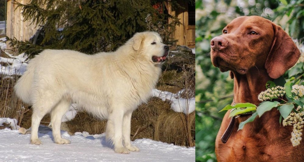 Vizsla vs Slovak Cuvac - Breed Comparison