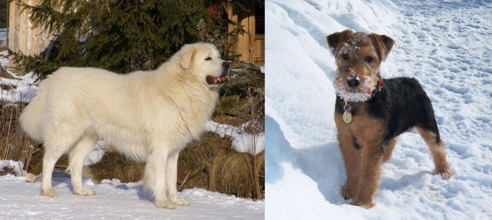 Welsh Terrier vs Slovak Cuvac - Breed Comparison