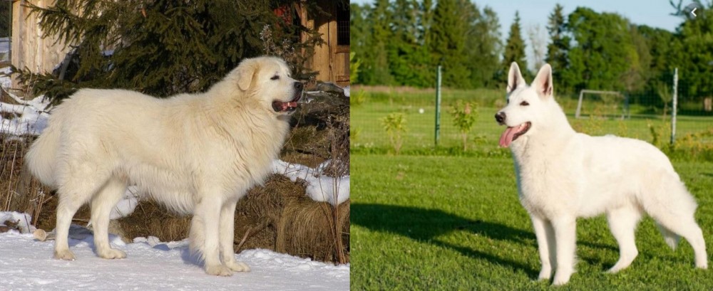 White Shepherd vs Slovak Cuvac - Breed Comparison