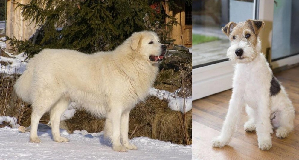 Wire Fox Terrier vs Slovak Cuvac - Breed Comparison